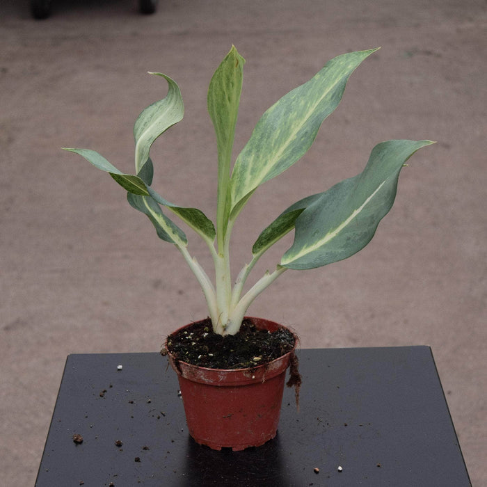 Gabriella Plants Aglaonema 4" Aglaonema 'Ghost'