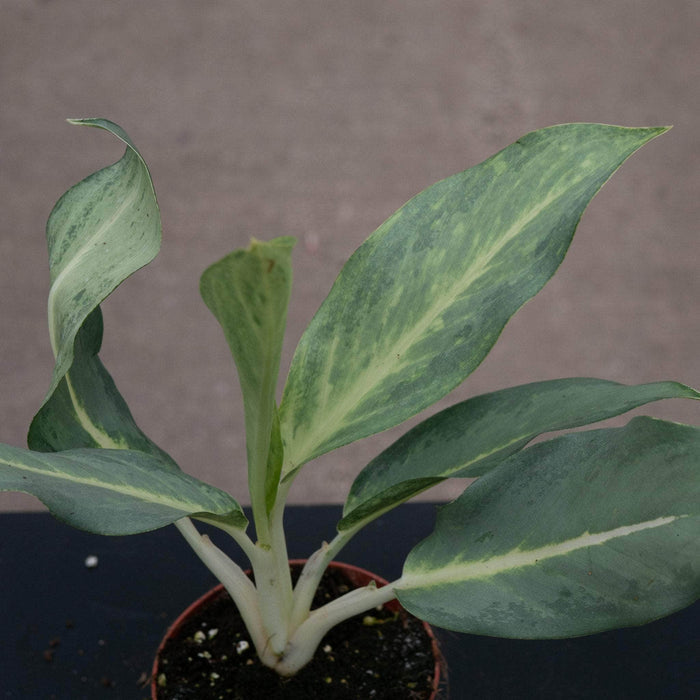 Gabriella Plants Aglaonema 4" Aglaonema 'Ghost'