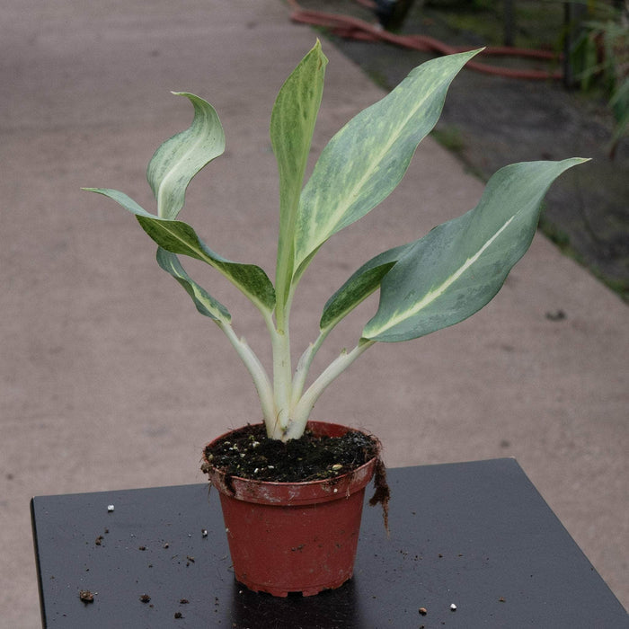 Gabriella Plants Aglaonema 4" Aglaonema 'Ghost'