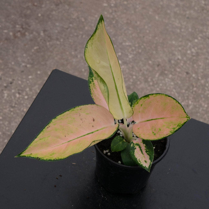Gabriella Plants Aglaonema 4" Aglaonema 'Golden Love'