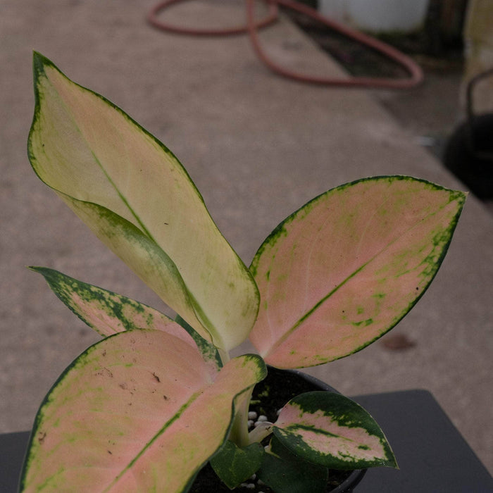 Gabriella Plants Aglaonema 4" Aglaonema 'Golden Love'