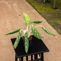 Gabriella Plants Other 4" Aglaonema 'Golden Madonna'