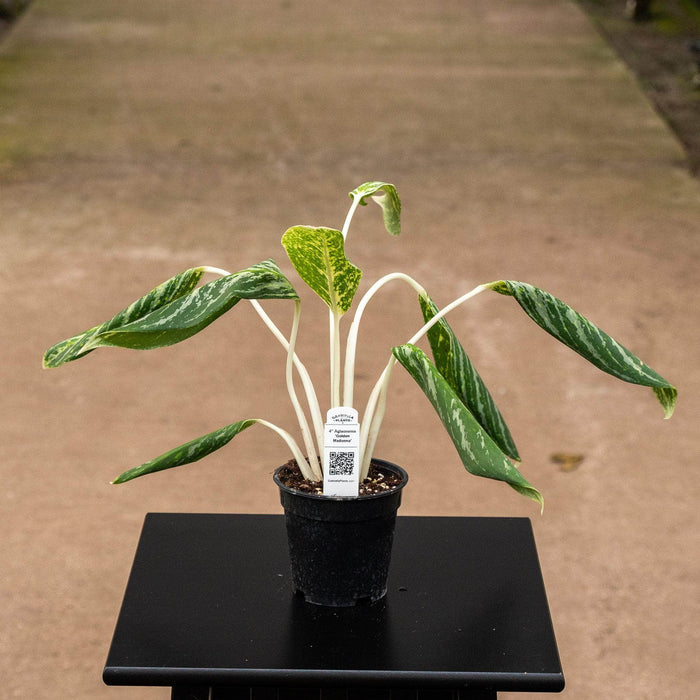 Gabriella Plants Other Aglaonema 'Golden Madonna'