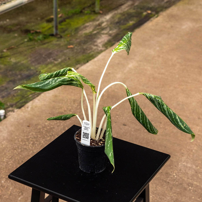 Gabriella Plants Other Aglaonema 'Golden Madonna'