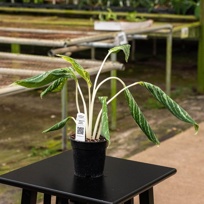 Gabriella Plants Other Aglaonema 'Golden Madonna'