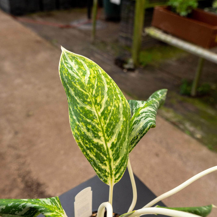 Gabriella Plants Other Aglaonema 'Golden Madonna'