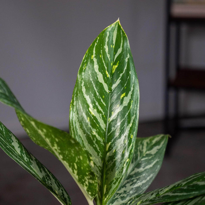 Gabriella Plants Other 4" Aglaonema 'Golden Madonna'
