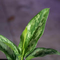 Gabriella Plants Aglaonema 4" Aglaonema 'Green Lady'