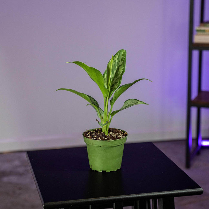 Gabriella Plants Aglaonema 4" Aglaonema 'Green Lady'