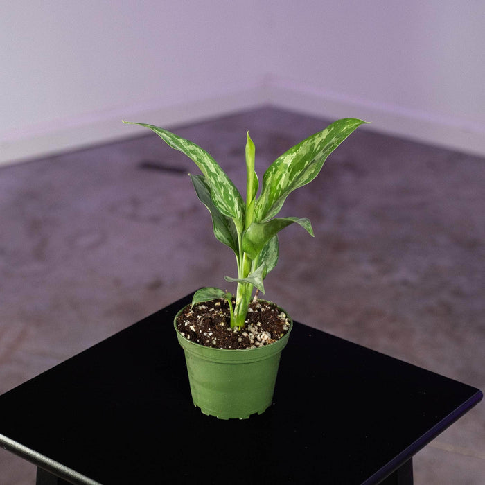 Gabriella Plants Aglaonema 4" Aglaonema 'Green Lady'