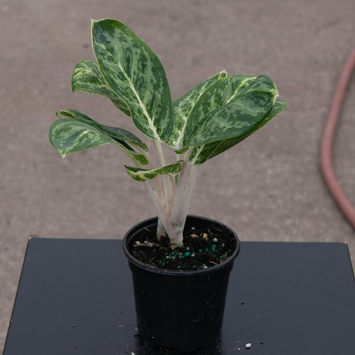 Gabriella Plants Aglaonema 4" Aglaonema 'Green Papuma'