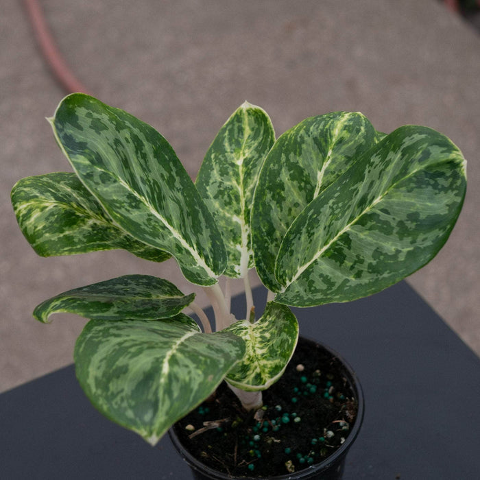 Gabriella Plants Aglaonema 4" Aglaonema 'Green Papuma'
