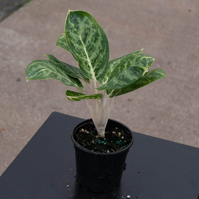 Gabriella Plants Aglaonema 4" Aglaonema 'Green Papuma'