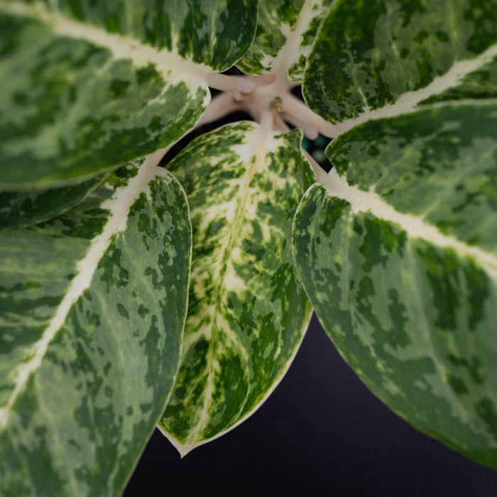 Gabriella Plants Aglaonema 4" Aglaonema 'Green Papuma'