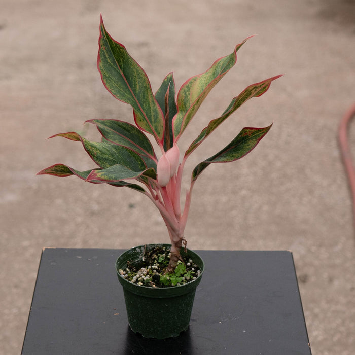 Gabriella Plants Aglaonema 4" Aglaonema 'Jasper Jones'