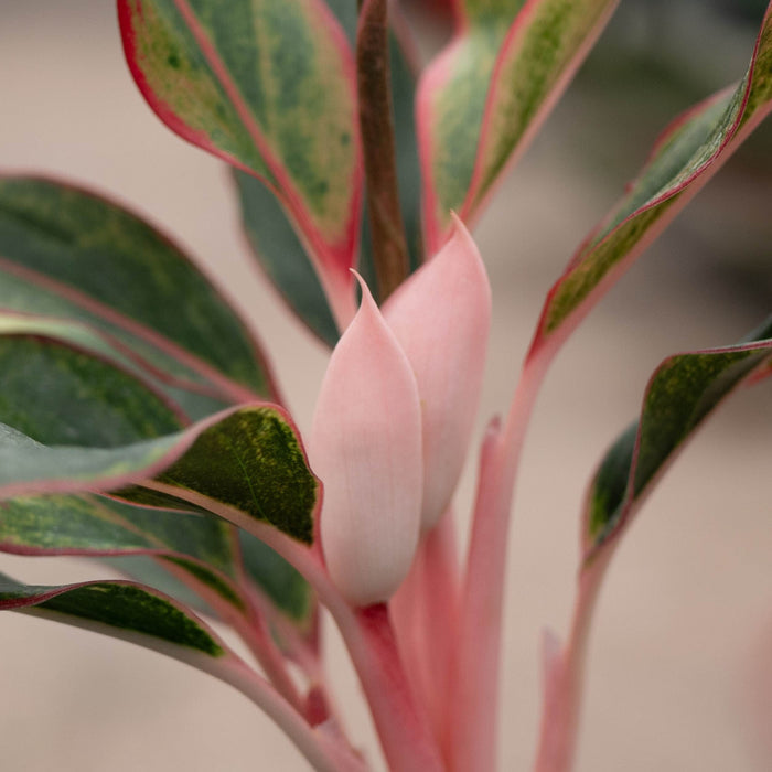 Gabriella Plants Aglaonema 4" Aglaonema 'Jasper Jones'