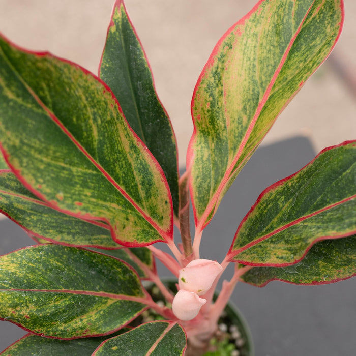 Gabriella Plants Aglaonema 4" Aglaonema 'Jasper Jones'