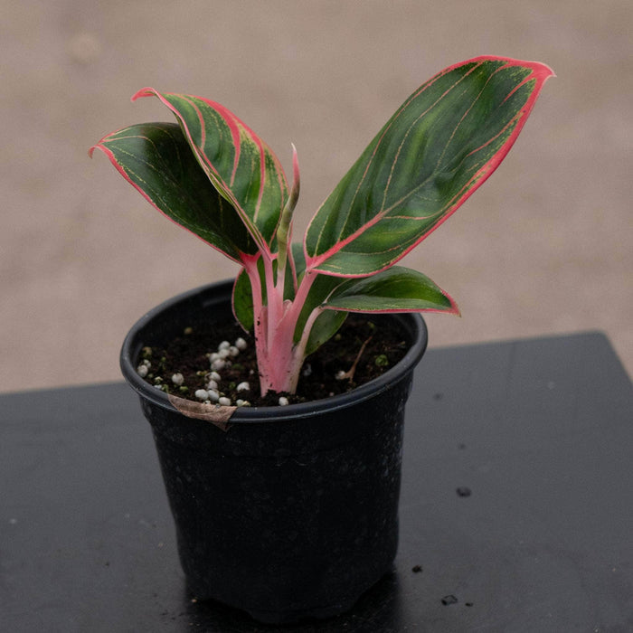 Gabriella Plants Aglaonema 4" Aglaonema 'Khanza Pink'