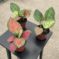 Gabriella Plants Aglaonema 4" Aglaonema 'Kumkoon'