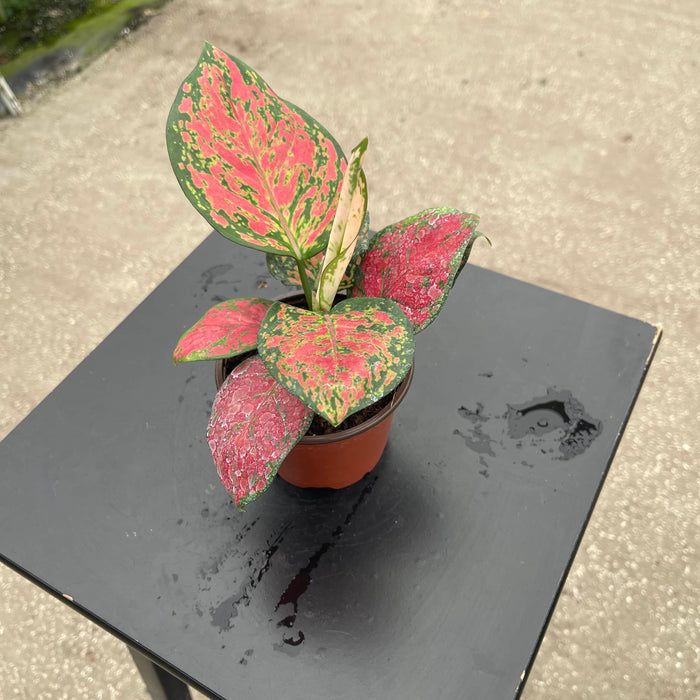 Gabriella Plants Aglaonema 4" Aglaonema 'Kumkoon'