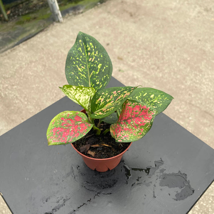 Gabriella Plants Aglaonema 4" Aglaonema 'Kumkoon'