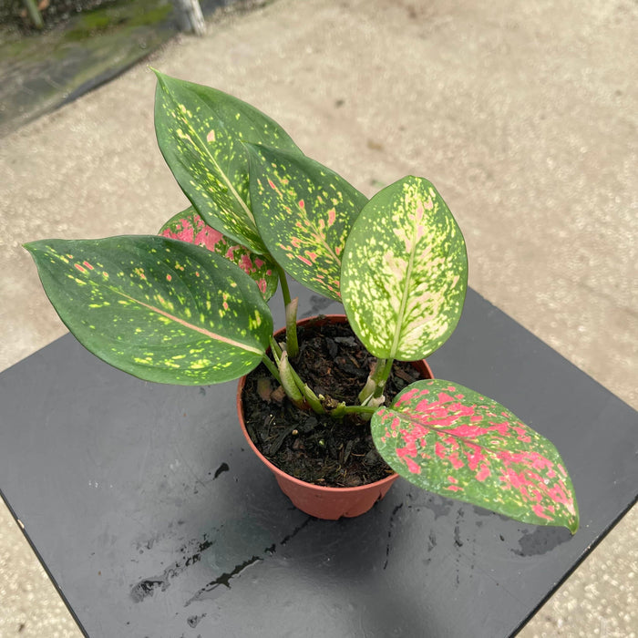 Gabriella Plants Aglaonema 4" Aglaonema 'Kumkoon'