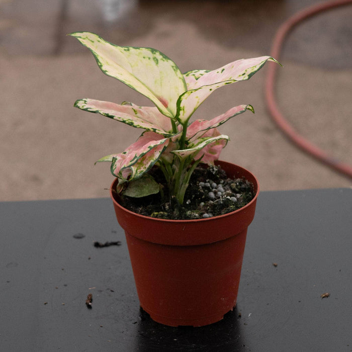 Gabriella Plants Other 4" Aglaonema 'Lucky Red'
