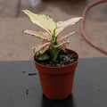 Gabriella Plants Other 4" Aglaonema 'Lucky Red'