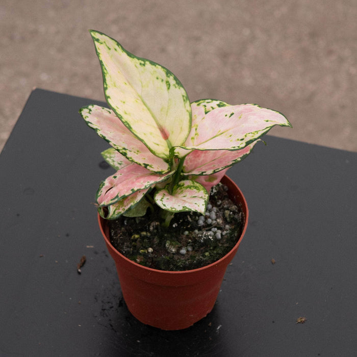 Gabriella Plants Other 4" Aglaonema 'Lucky Red'