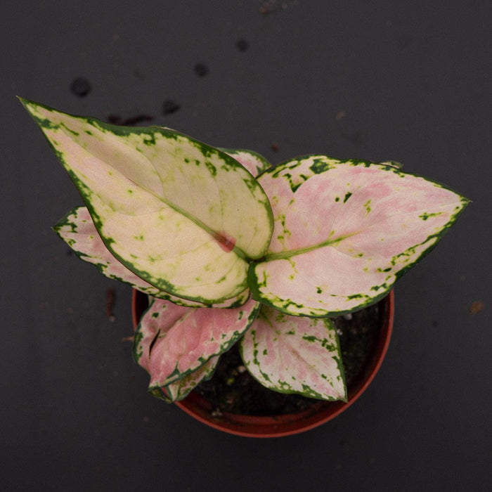 Gabriella Plants Other 4" Aglaonema 'Lucky Red'