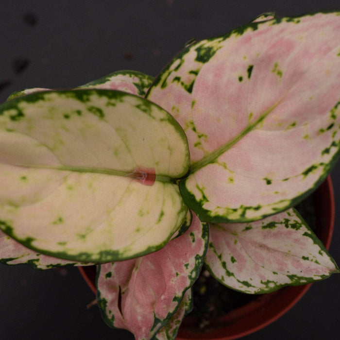 Gabriella Plants Other 4" Aglaonema 'Lucky Red'