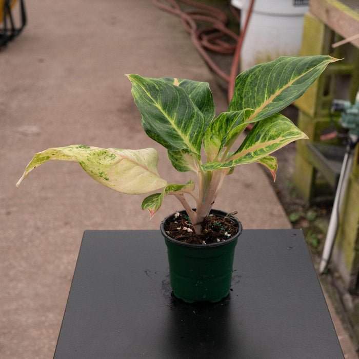 Gabriella Plants Aglaonema 4" Aglaonema 'Mahasombat'