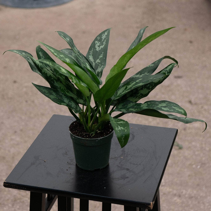 Gabriella Plants Other 4" Aglaonema 'Maria'