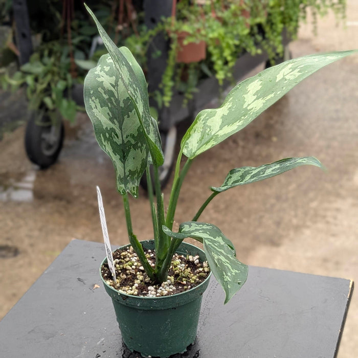 Gabriella Plants Other 4" Aglaonema 'Maria'