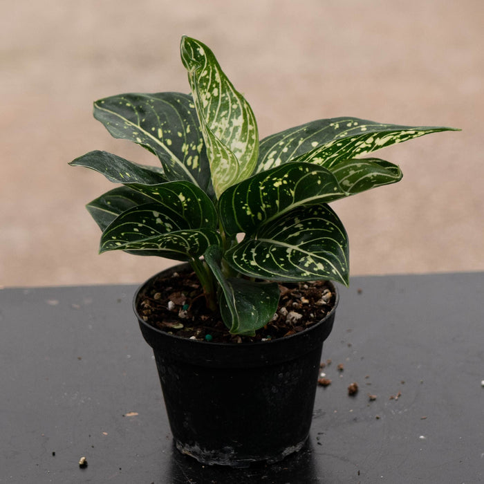 Gabriella Plants Aglaonema 4" Aglaonema modestum 'Spilt Milk'