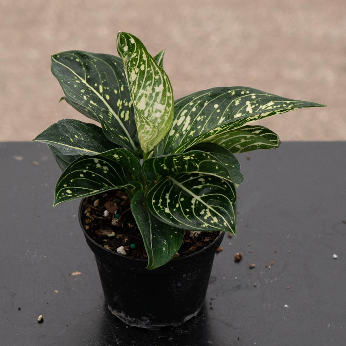 Gabriella Plants Aglaonema 4" Aglaonema modestum 'Spilt Milk'