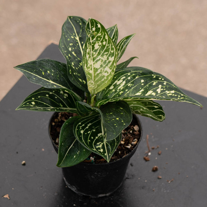 Gabriella Plants Aglaonema 4" Aglaonema modestum 'Spilt Milk'