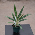 Gabriella Plants Other 4" Aglaonema 'Mondo Bay'