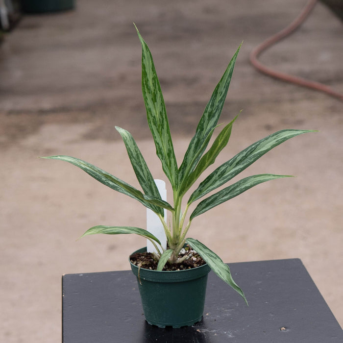Gabriella Plants Other 4" Aglaonema 'Mondo Bay'