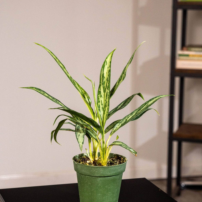 Gabriella Plants Other 4" Aglaonema 'Mondo Bay'