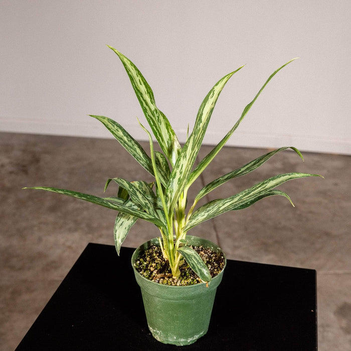 Gabriella Plants Other 4" Aglaonema 'Mondo Bay'