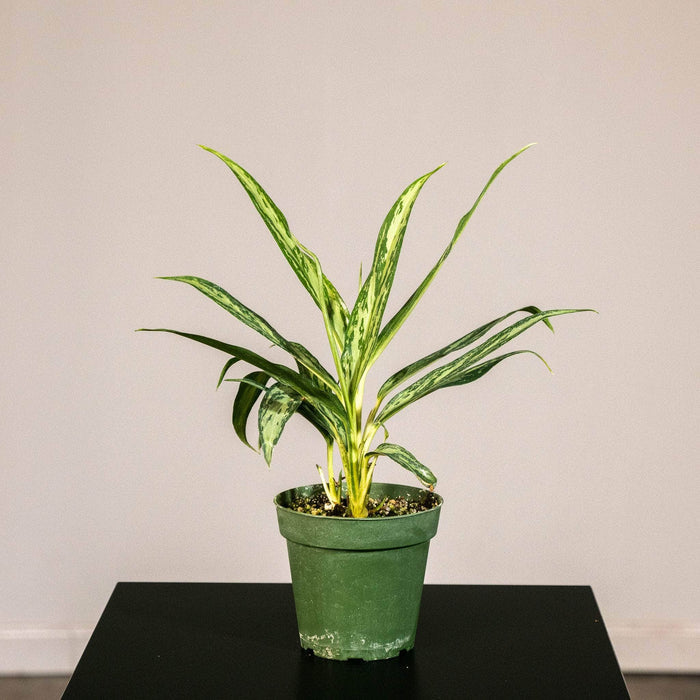 Gabriella Plants Other 4" Aglaonema 'Mondo Bay'