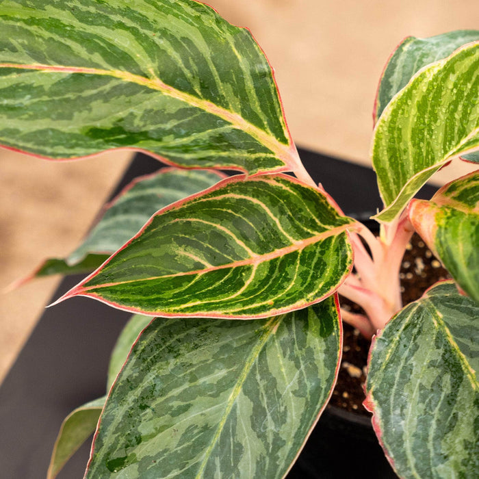 Gabriella Plants Aglaonema 4" Aglaonema 'Moonstone Miles'