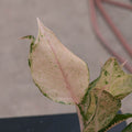 Gabriella Plants Aglaonema 4" Aglaonema 'Orange Catherine'