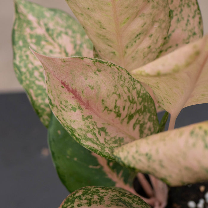 Gabriella Plants Aglaonema 4" Aglaonema 'Orange Catherine'