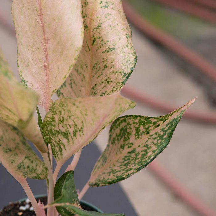 Gabriella Plants Aglaonema 4" Aglaonema 'Orange Catherine'
