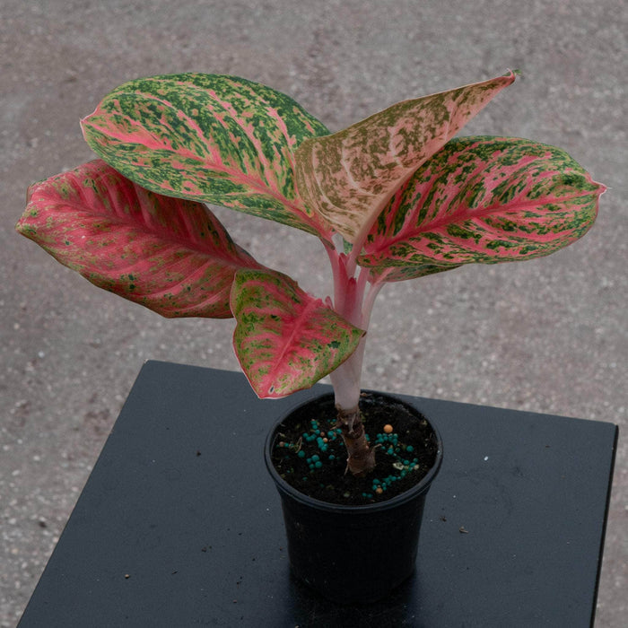 Gabriella Plants Aglaonema 4" Aglaonema 'Orange Sombat'
