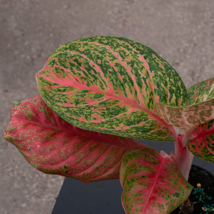 Gabriella Plants Aglaonema 4" Aglaonema 'Orange Sombat'