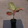 Gabriella Plants Aglaonema 4" Aglaonema 'Orange Sombat'