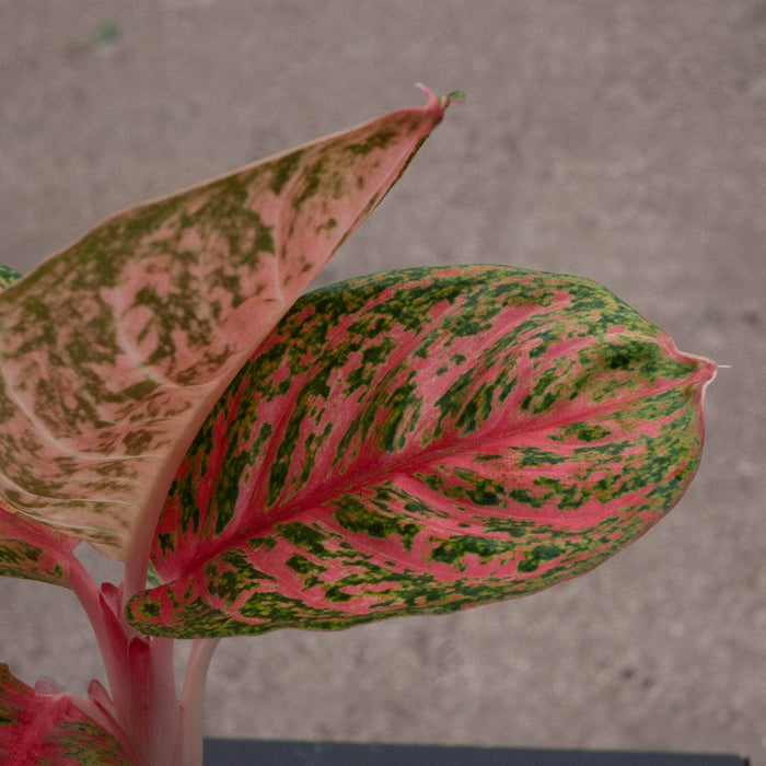 Gabriella Plants Aglaonema 4" Aglaonema 'Orange Sombat'